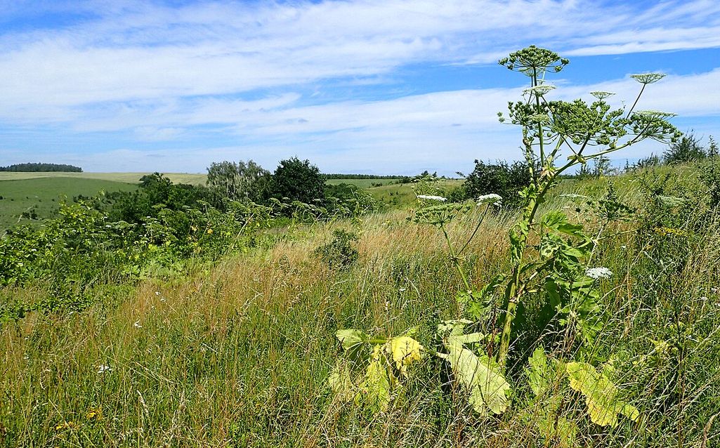 Barszcz Sosnowskiego