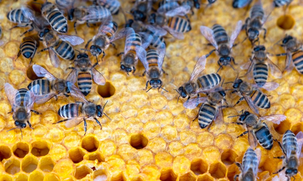 zgnilec amerykański pszczół