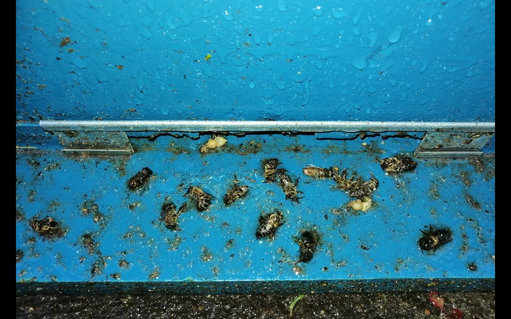 60882696 625160817959927 2776062333791764480 n