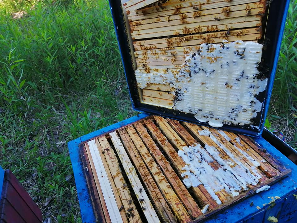 61761190 2565603130139909 5312512320495157248 n