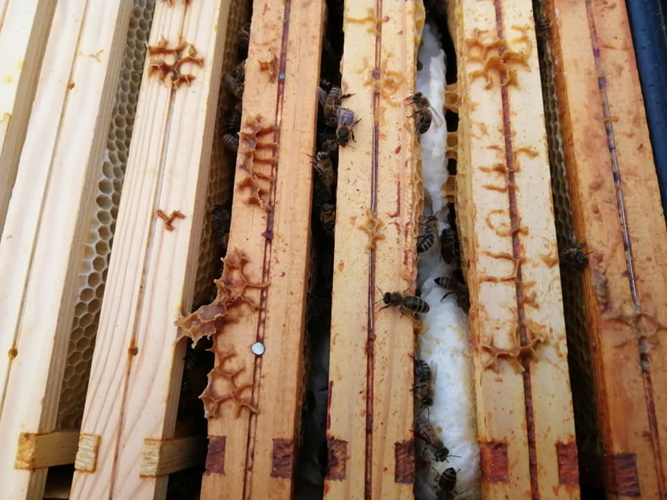 61798463 2560429620657260 4234696165964120064 n