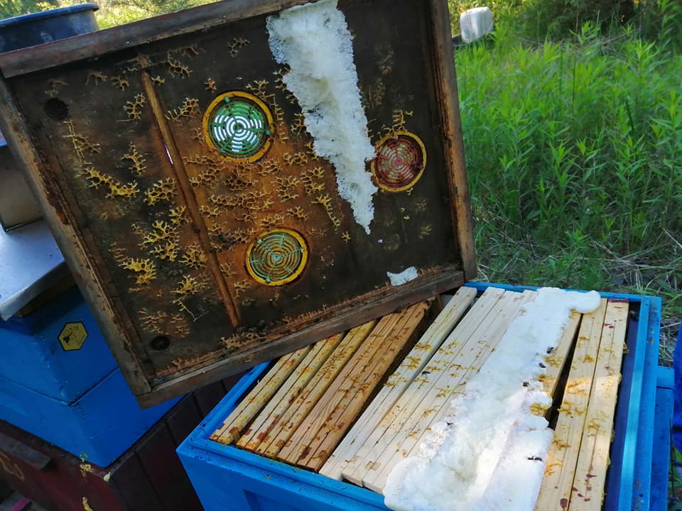 61863748 2565603243473231 1046011857279647744 n