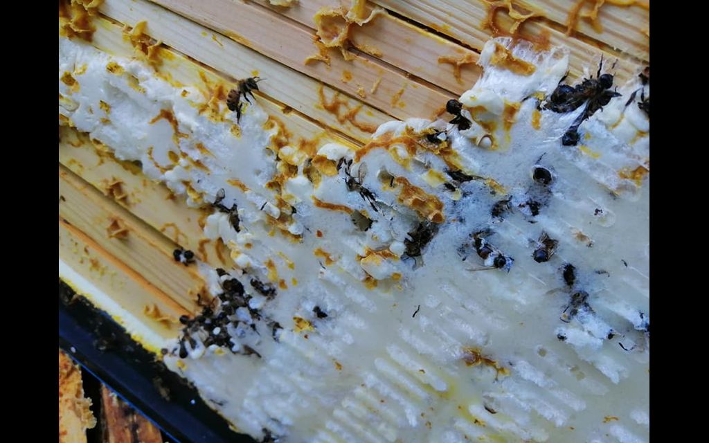 62156408 2565603060139916 9176729452229427200 n