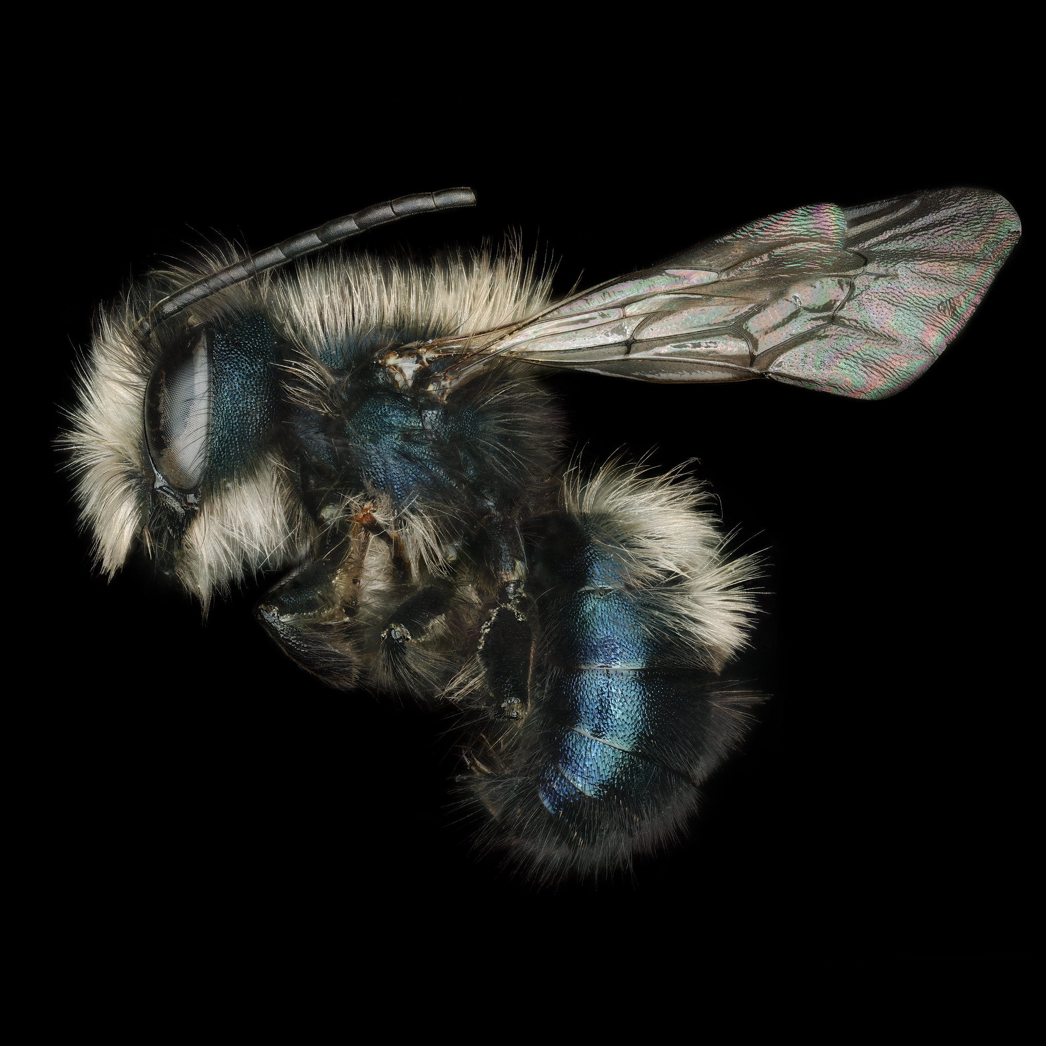 Osmia lingaria