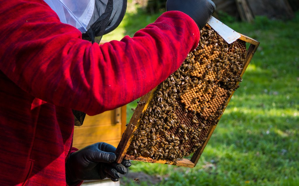 PASIEKA 20190415 wyjazd po pszczoły Piotrków Poznań P1033412