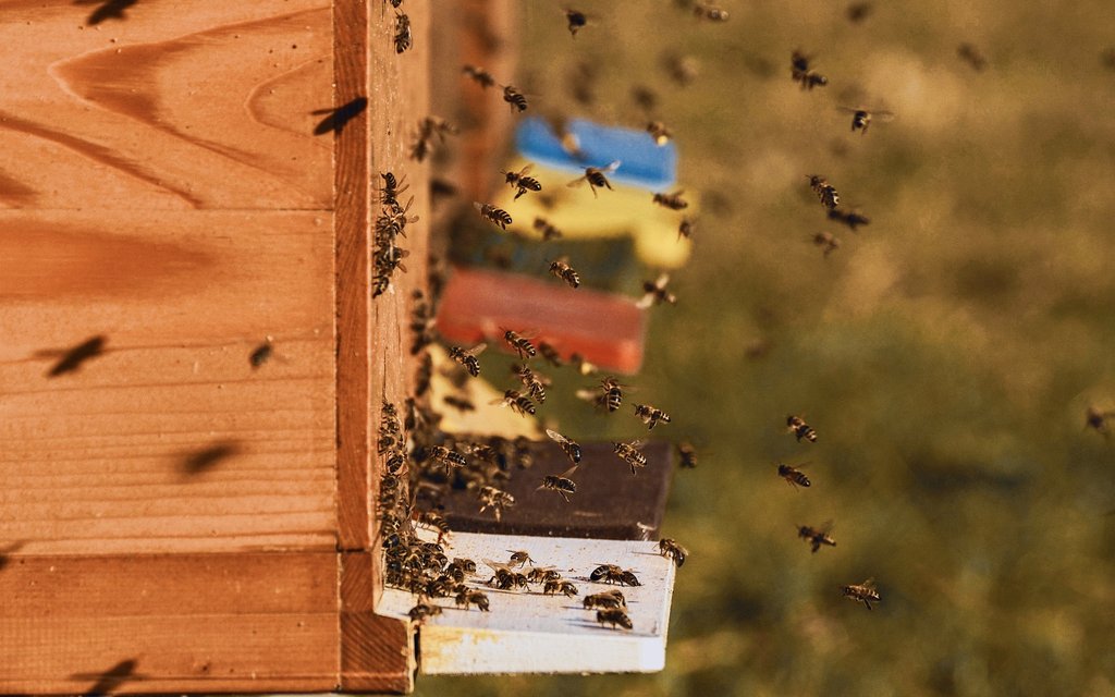 bee colonies 4027005 1920