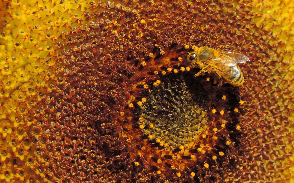 blossom 3667876 1920