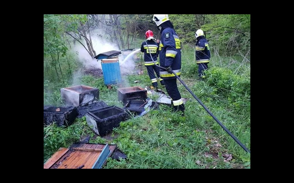 bogdaniec spalenie ule