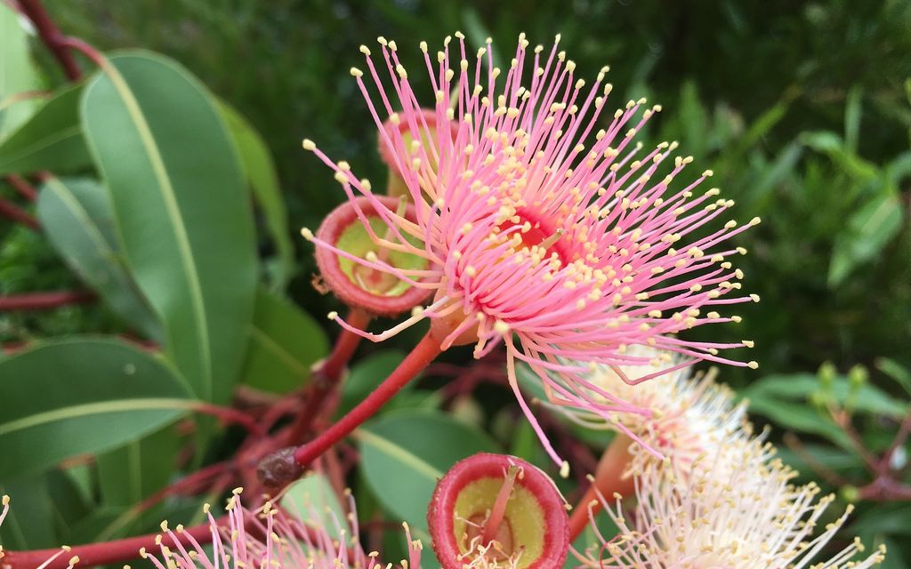 eucalyptus 1362328 1920