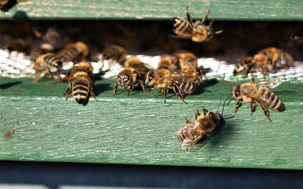 honey bee 4259067 1920