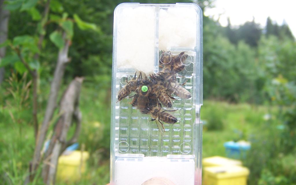 matka w klateczce 100 1704