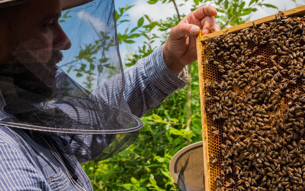 Po prostu pomagać! #TAKdlaPszczół
