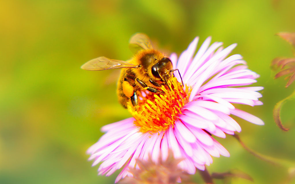 bee miodna 3779598 1920