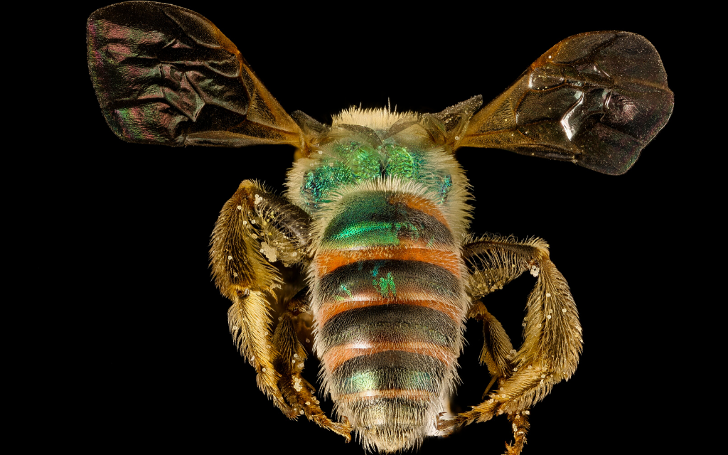 Agapostemon texanus niepełny gynandromorph