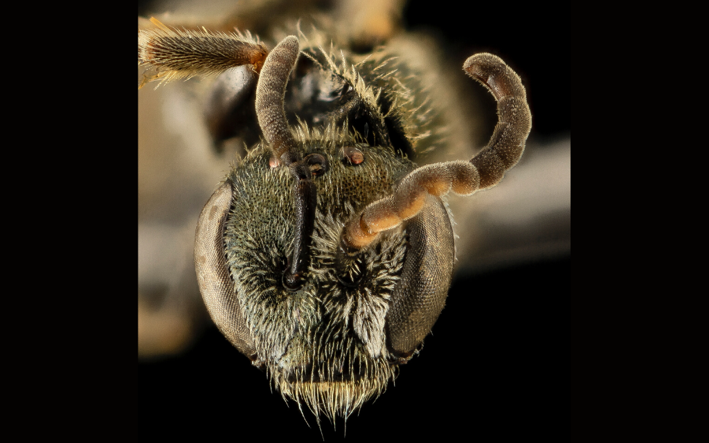 Lasioglossum hitchensi