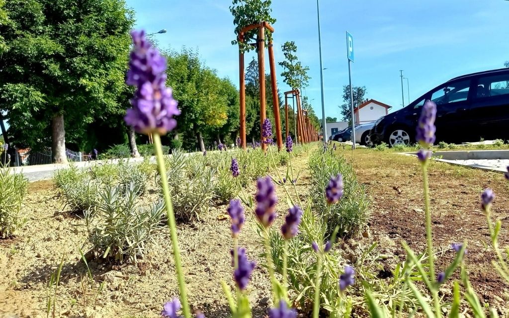 Tarnow rosliny miododajne malopolskie ogrody