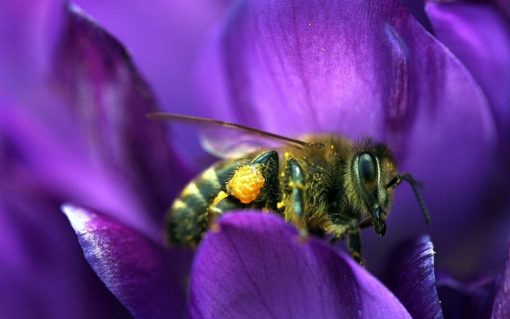 Wyniki Konkursu Bee Press Photo 