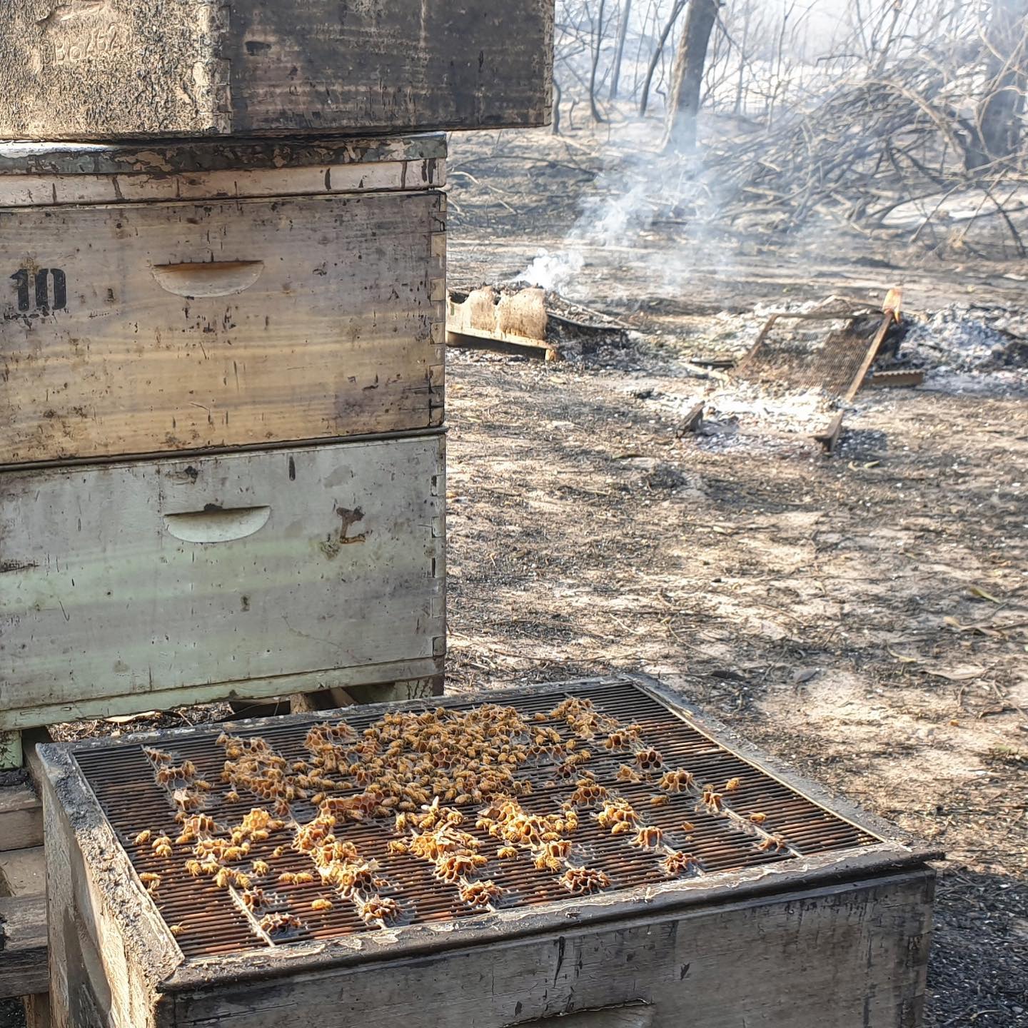 bushfires capilanohoney2