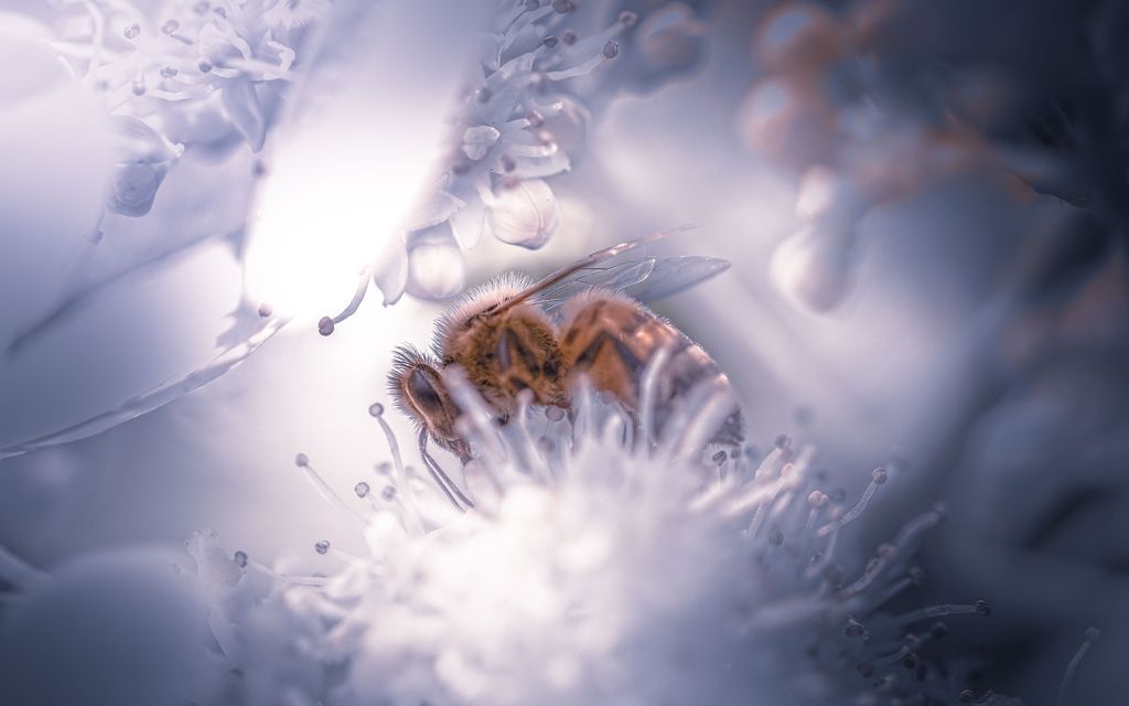 Targi ApiRogów - zmiana terminu!