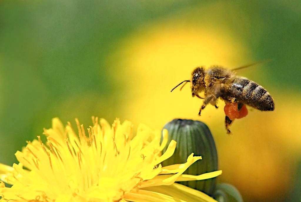 pszczoła