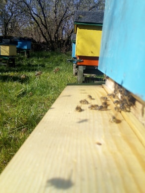 wlotki charakterystyczne