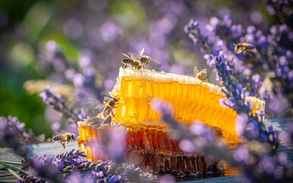 Zwycięzcy drugiej edycji konkursu Bee Press Photo