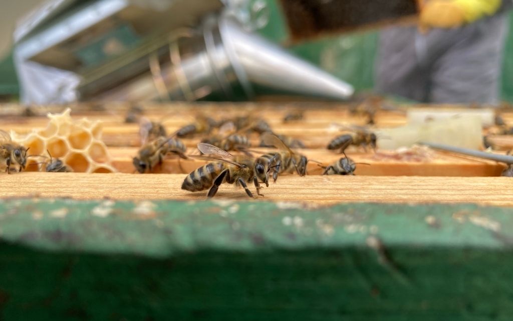Bee Press Photo 5