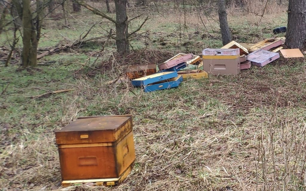 Ula gorniccy kradziez