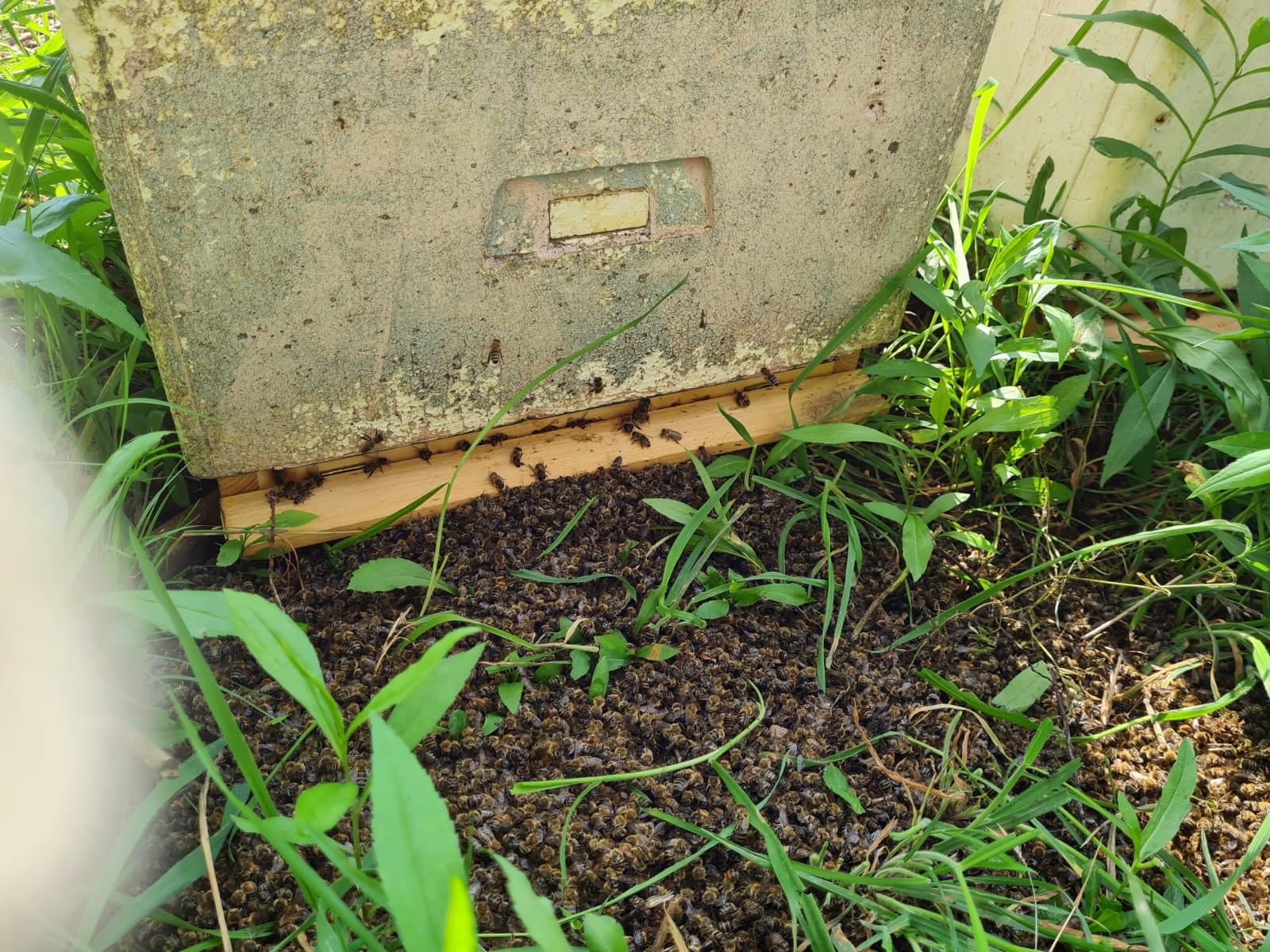 martwe pszczoly dabrowa 2