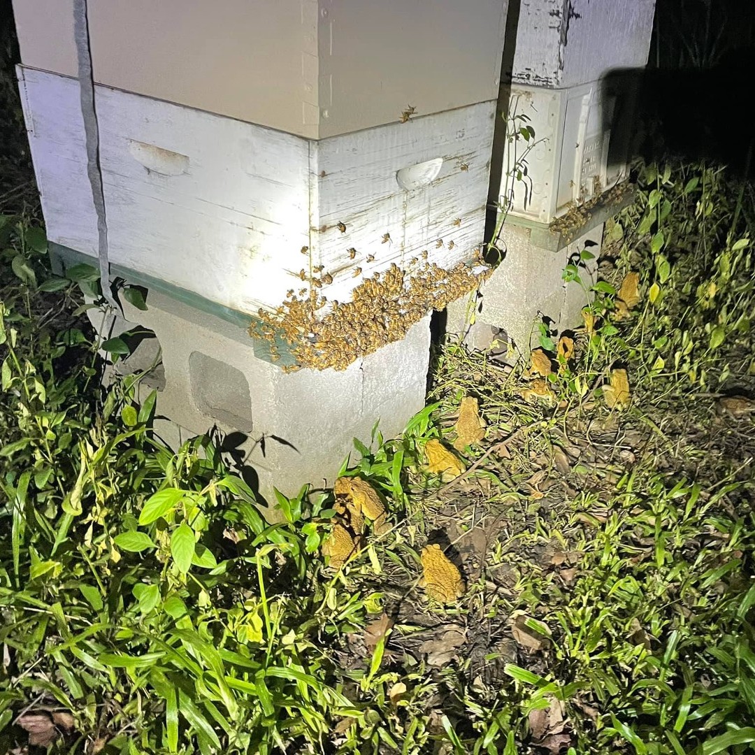 australijskie wredoty