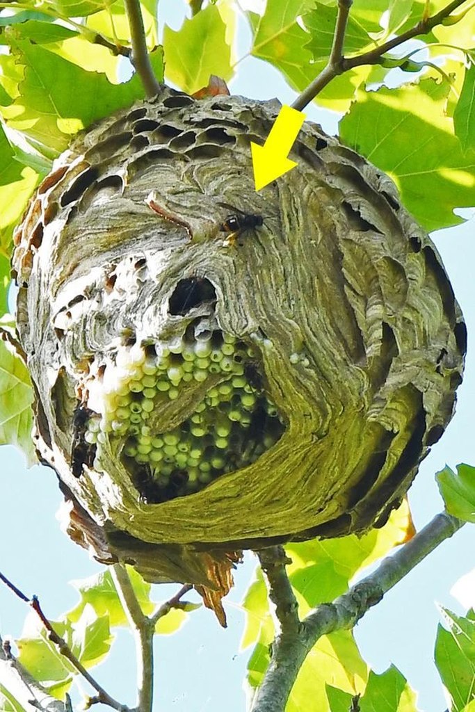 gniazdo szerszenia azjatyckiego