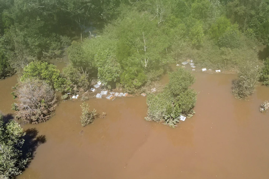 powódź w australi i pszczoły