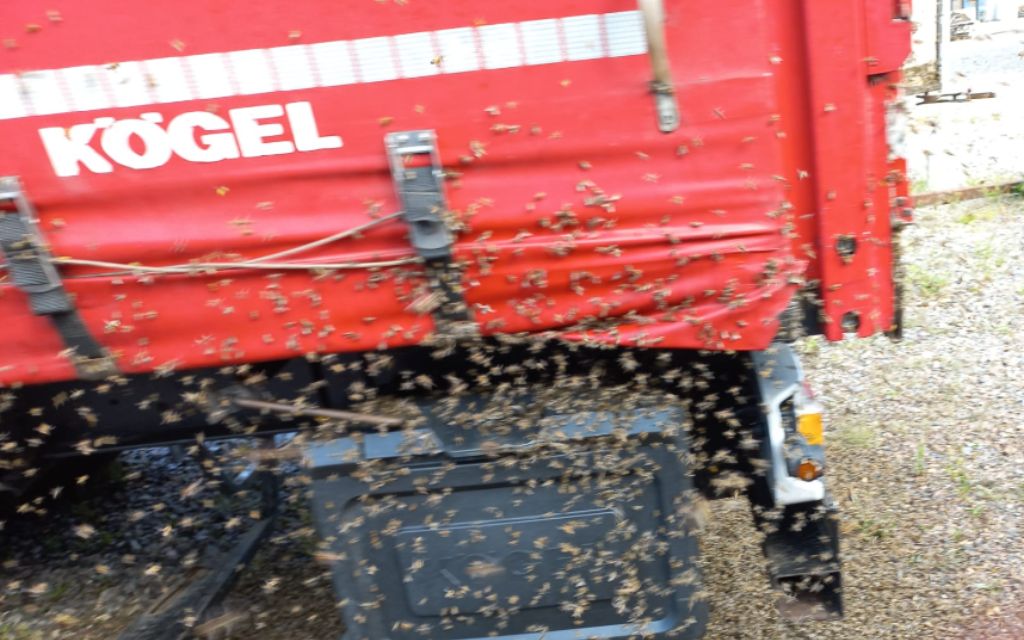 pszczoly obsiadly samochod