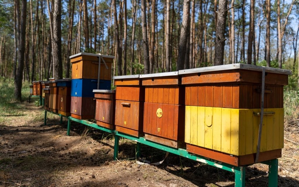 ule banku pszczelego