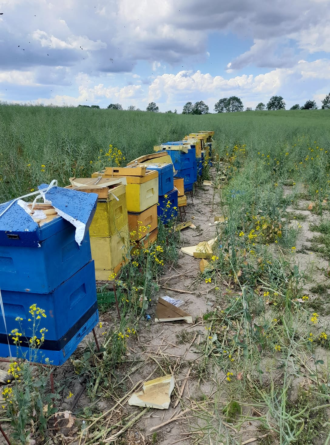 zniszczone ule 25 maja