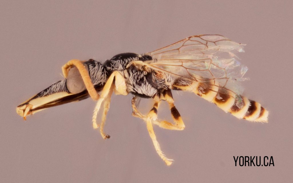 Geodiscelis longiceps samiec