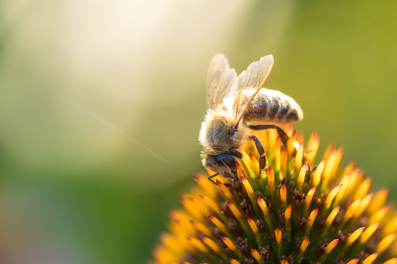 Henrieta Čemanová Slniečko v práci praje 2. miesto Opeľovače pri práci. 2
