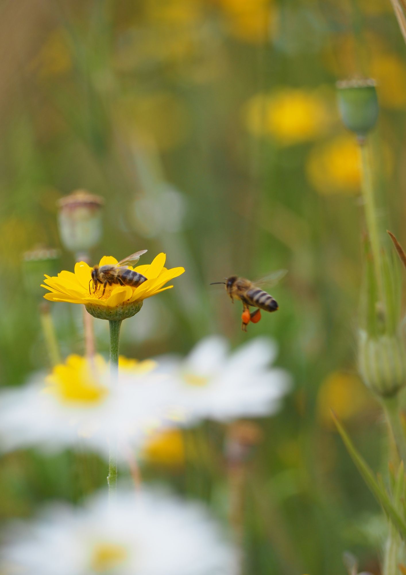 Katarzyna Piórkowska Meadow work 1