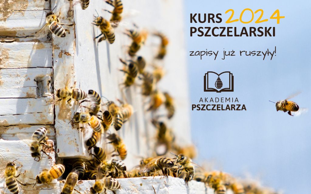 Kurs Akademii na 2024