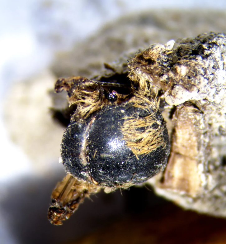 część zmumifikowanej pszczoły