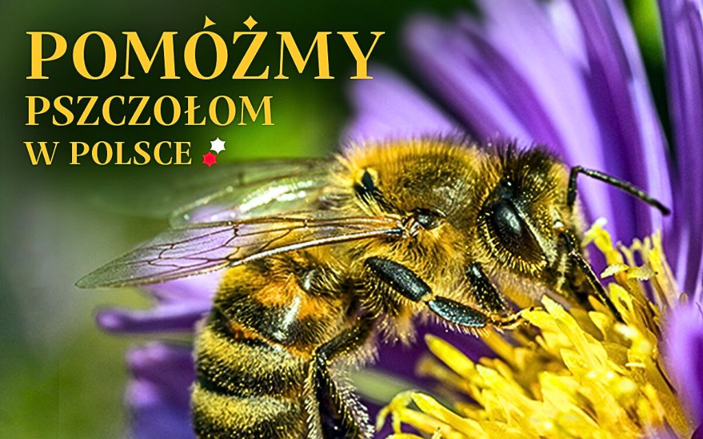 pomóżmy pszczołom