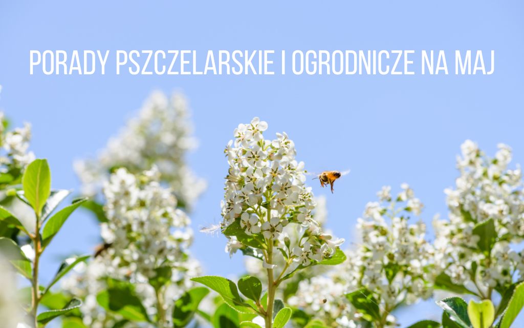 porady ogrodnicze na maj