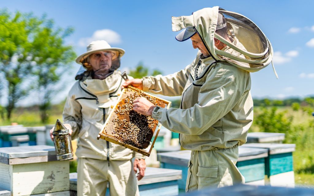 Zagadka pszczelarska z USA