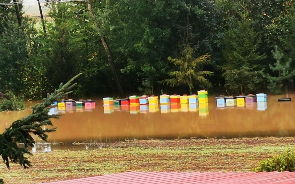 zalana Pasieka Szymon Artwik