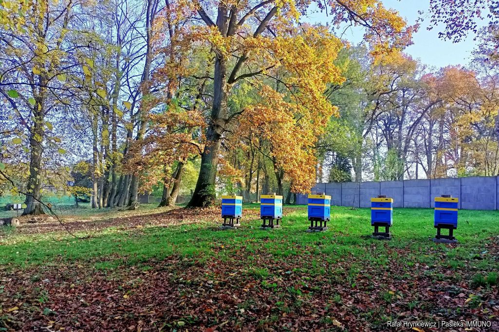 pasieka IMMUNO