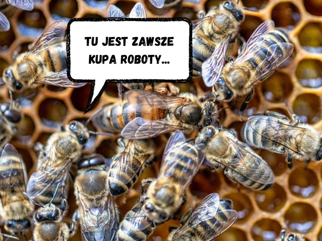 w ulu zawsze pszczoły mają kupę roboty