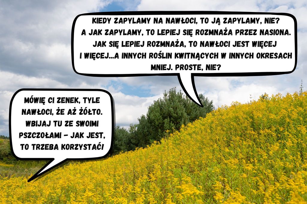 nawłoć mem
