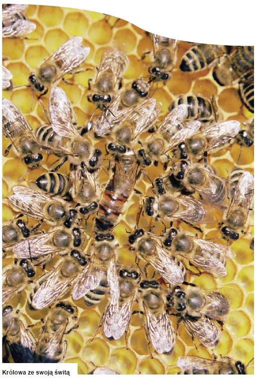 Grupy funkcyjne w rodzinie pszczelej 