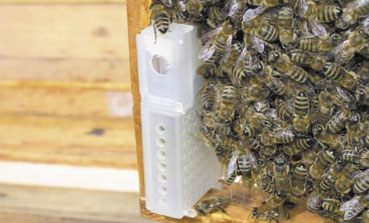 Klateczka wysyłkowa z otwartym bocznym otworem w komorze pokarmowej