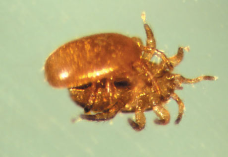 fot. 6. Kopulacja Tropilaelaps clareae. Druga noga zamazana podczas ruchu głaskania